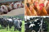 TÌNH HÌNH CHĂN NUÔI CẢ NƯỚC THÁNG 4/2022